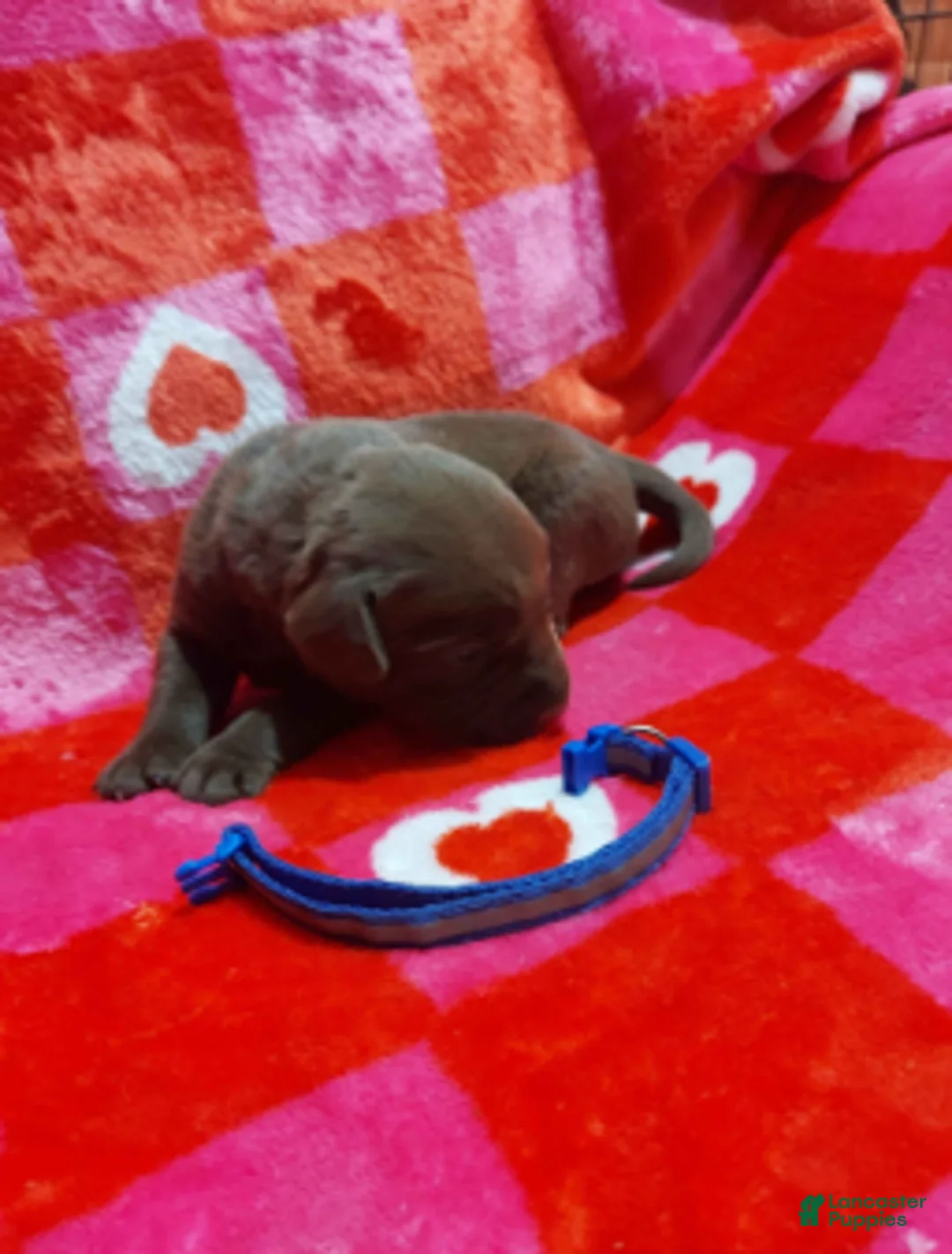 Labrador Retriever dogs for sale: Twix - Ad 2
