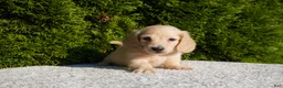 Miniature Dachshund dogs for sale: Joey AKC - Ad 4