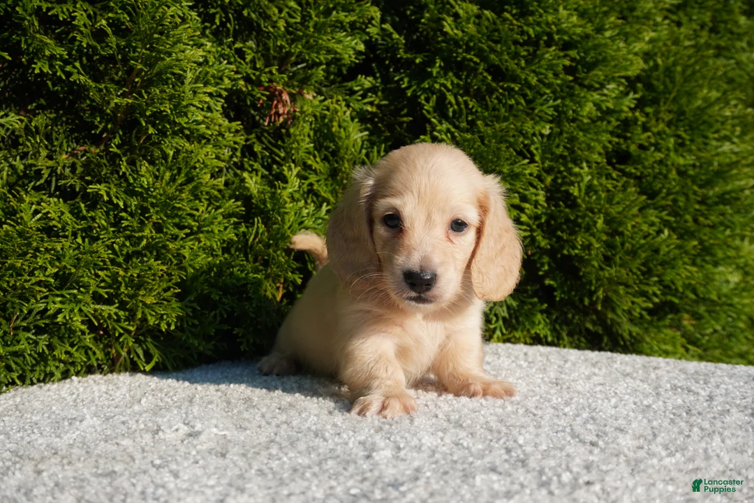 Miniature Dachshund dogs for sale: Joey AKC - Ad 4