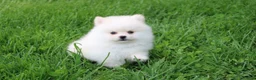 Pomeranian dogs for sale: Charlie  - Ad 10