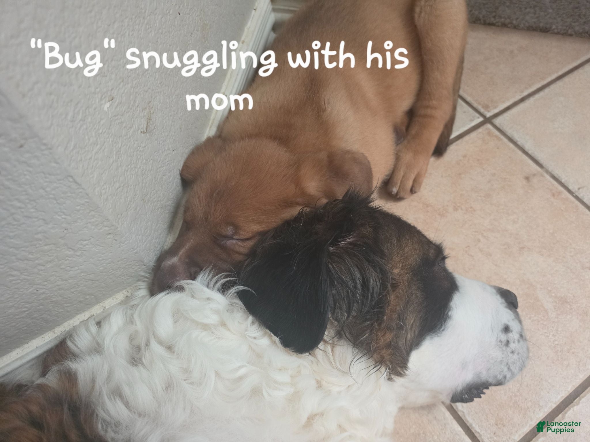 Mixed Breed dogs "Bug" - St. Bermastiff  - Ad 1