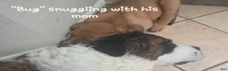 Mixed Breed dogs for sale: "Bug" - St. Bermastiff  - Ad 1