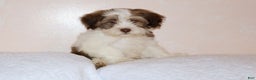 Shihpoo dogs for sale: Ethan - Ad 2