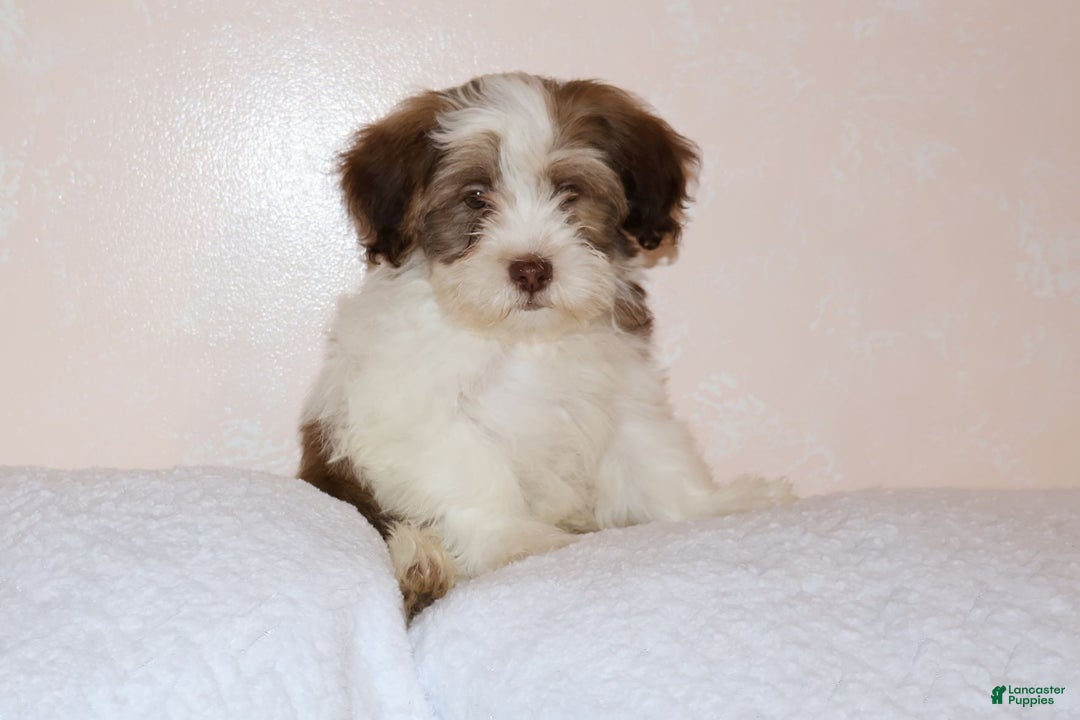Shihpoo dogs for sale: Ethan - Ad 2