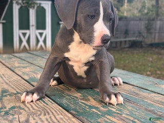 Mixed Breed dogs - Ad 7