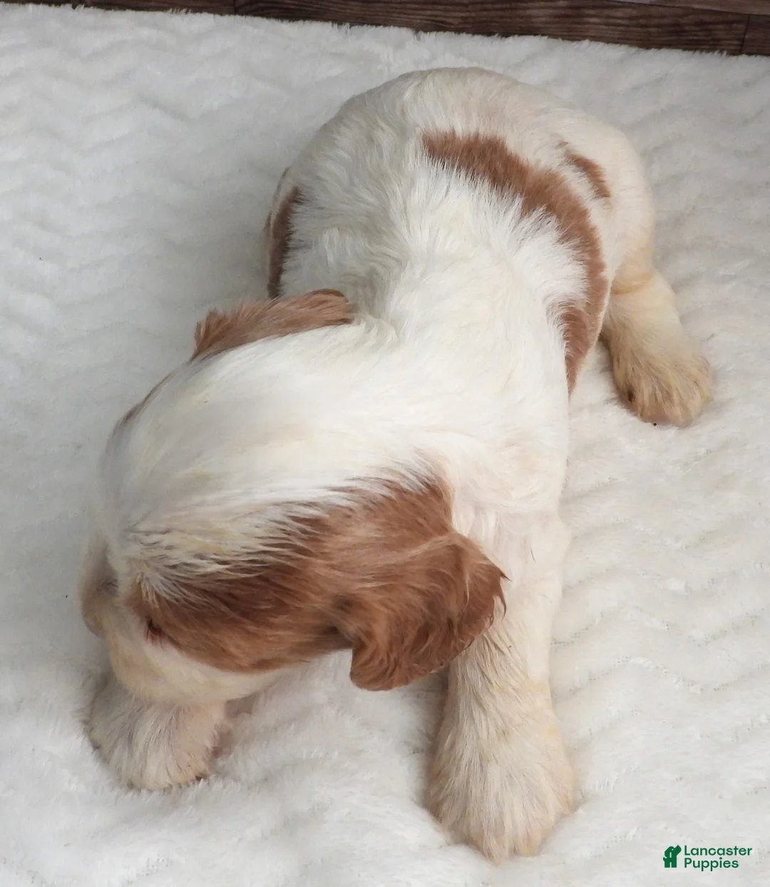 Mixed Breed dogs for sale: Cockalier #2 Female - Ad 3