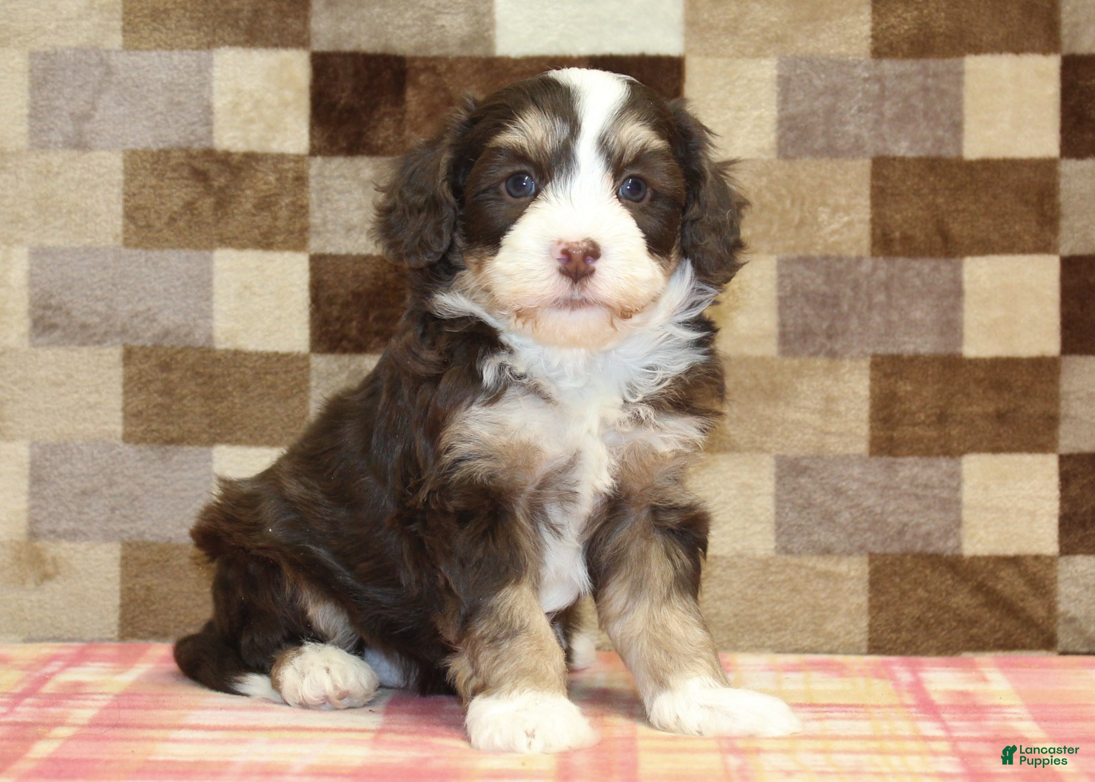 Mini Bernedoodle dogs Coco - Ad 41