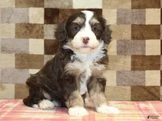 Mini Bernedoodle dogs Coco - Ad 41
