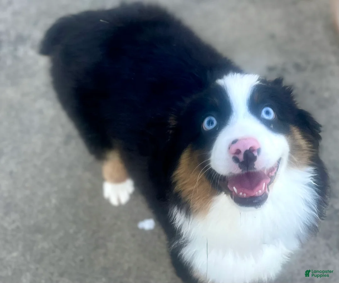Miniature Australian Shepherd dogs for sale: Miniature Australian Shepherd Puppy 1 - Ad 2