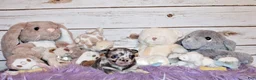 Chihuahua dogs for sale: Elgin - Ad 4