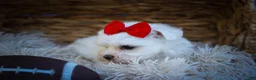 Maltese dogs for sale: Mirella🎀 - Ad 8
