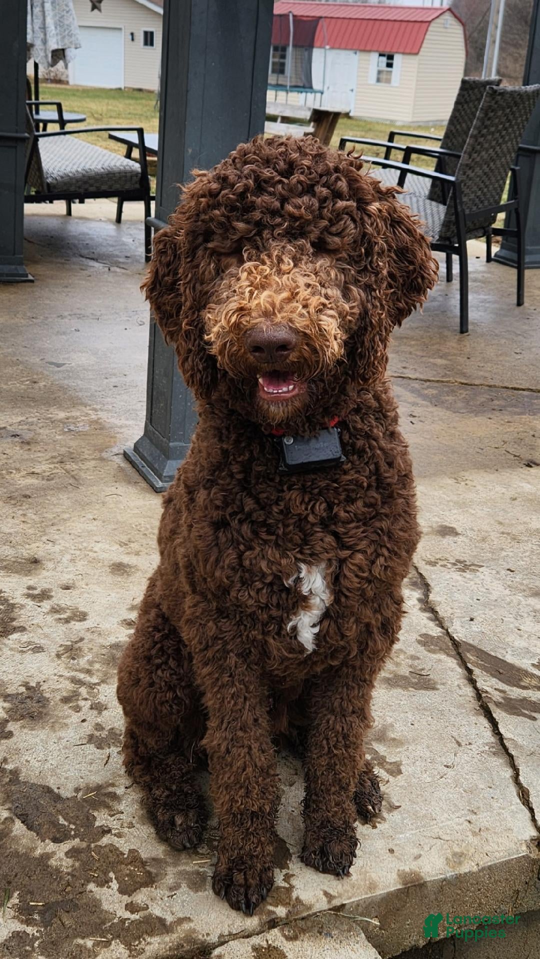 Labradoodle dogs Smokey - Ad 7