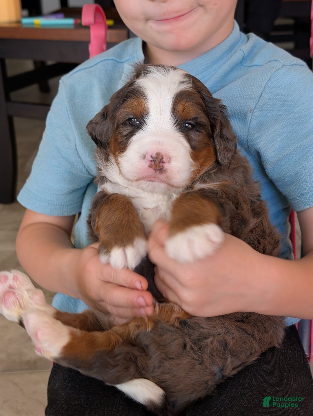 Mini Bernedoodle dogs for sale: Mini Marlo  - Ad 10