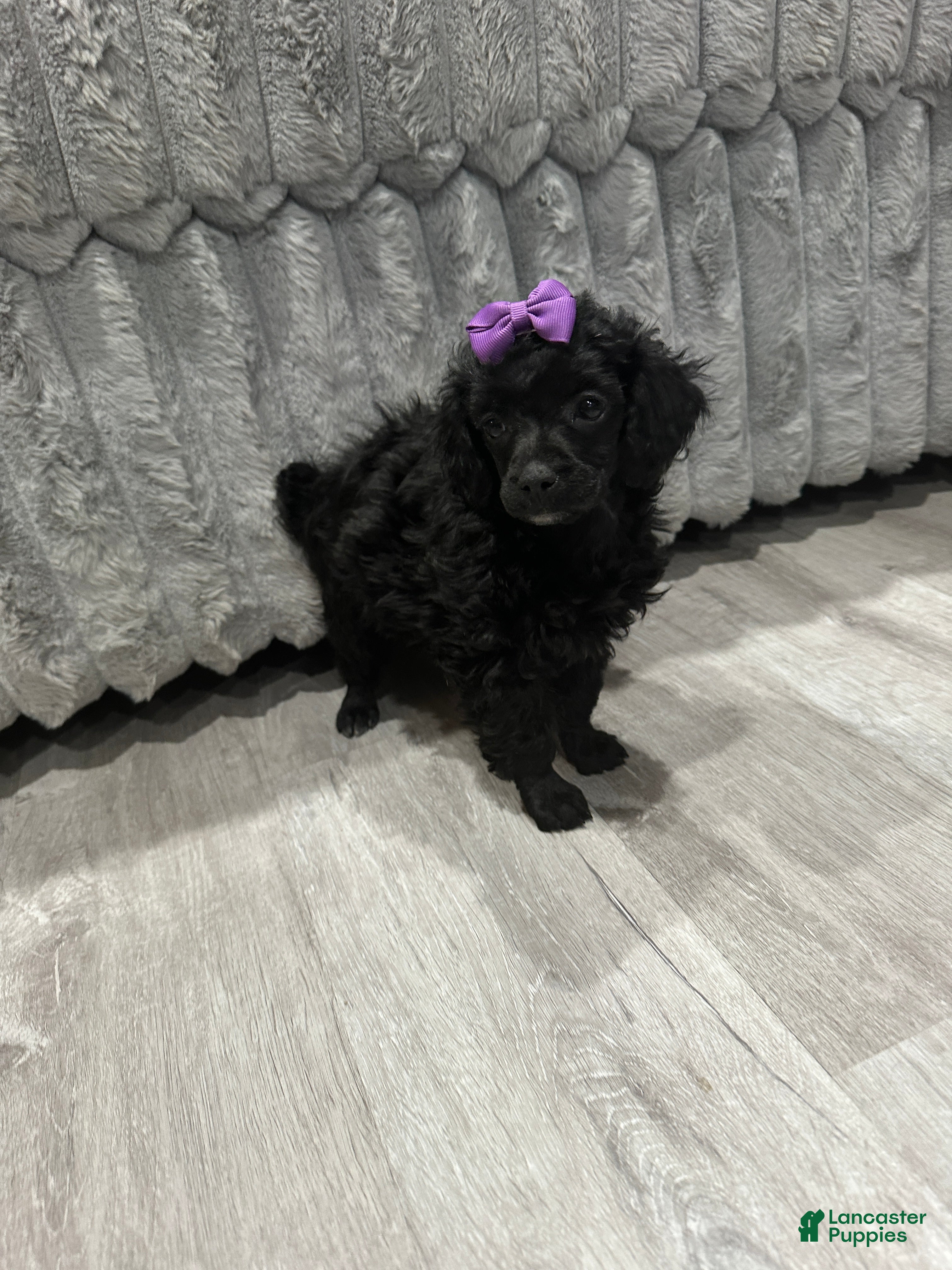 Toy Poodle dogs Toy Poodle female - Ad 9