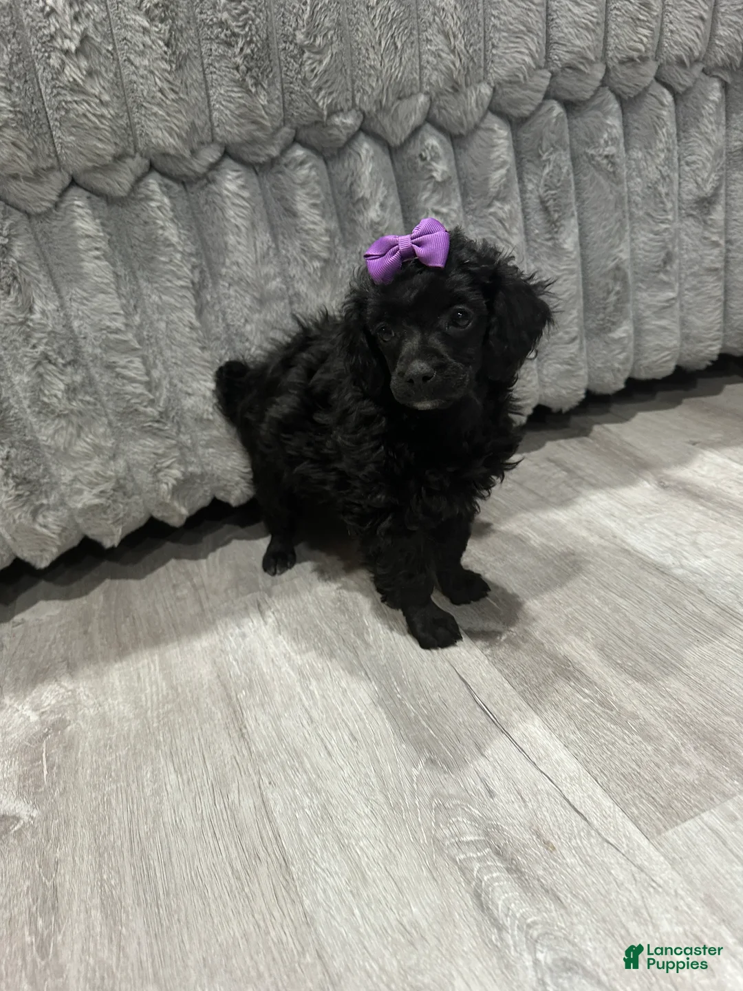 Toy Poodle dogs for sale: Toy Poodle female - Ad 1