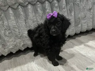 Toy Poodle dogs Toy Poodle female - Ad 9