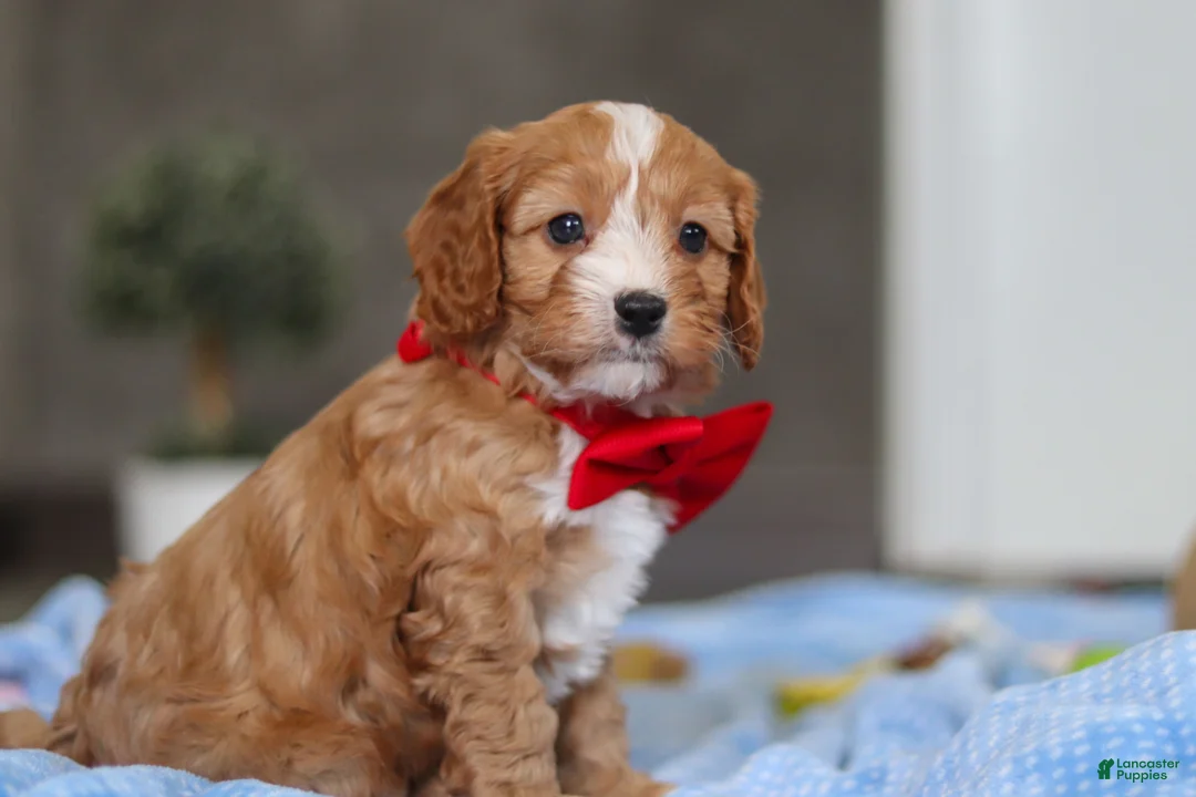 Cavapoo dogs for sale: Rocky - Ad 5