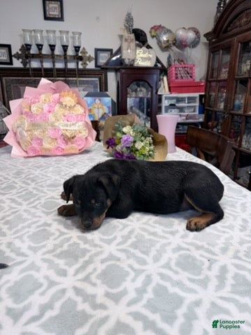 Rottweiler dogs Rottweiler Girl 1 - Ad 1