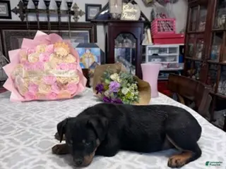 Rottweiler dogs for sale: Rottweiler Girl 1 - Ad 2