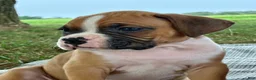 Boxer dogs for sale: Cash - Ad 5