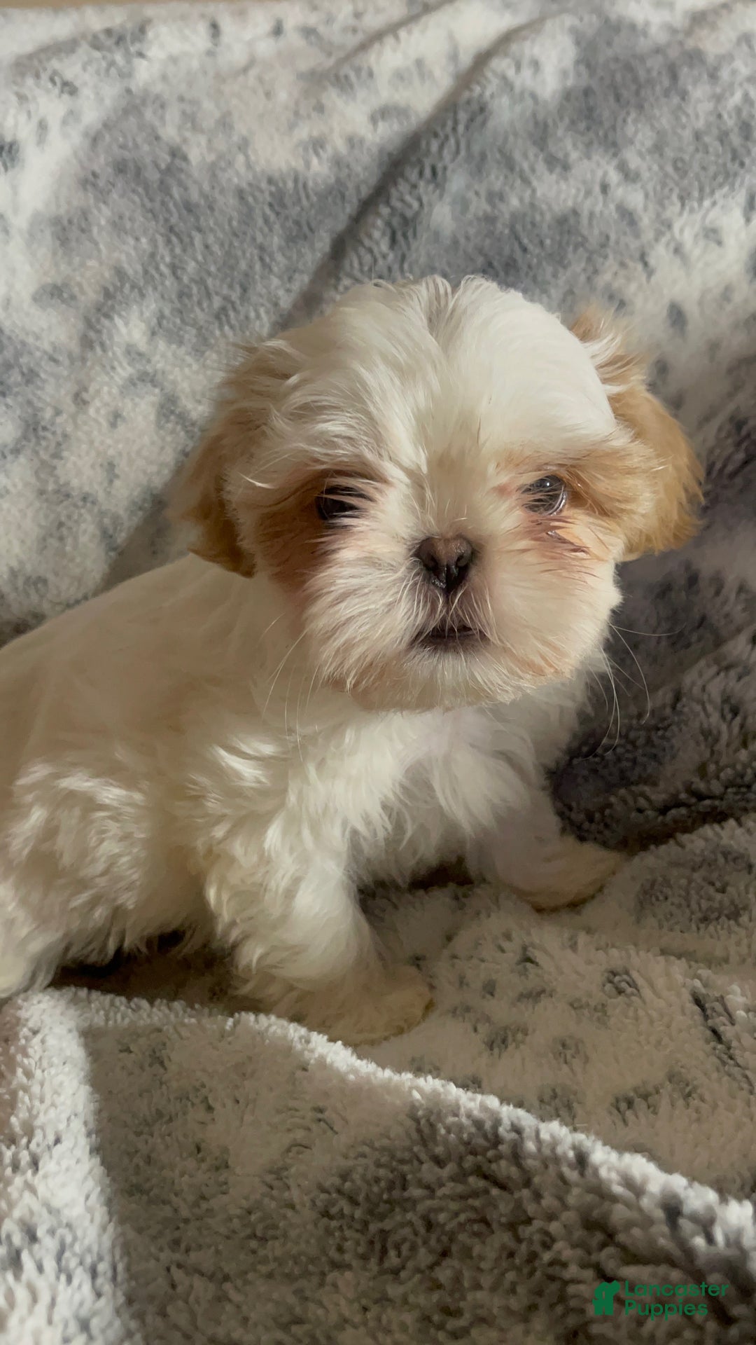 Shih Tzu dogs for sale: Shih Tzu Puppy 1 - Ad 24