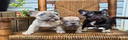 French Bulldog dogs for sale: Ozzy - Ad 5