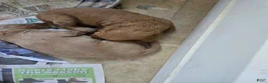 Goldendoodle Puppy 7