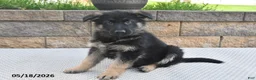 German Shepherd dogs for sale: Winston - Ad 3