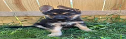 German Shepherd dogs for sale: German Shepherd 1 - Ad 4