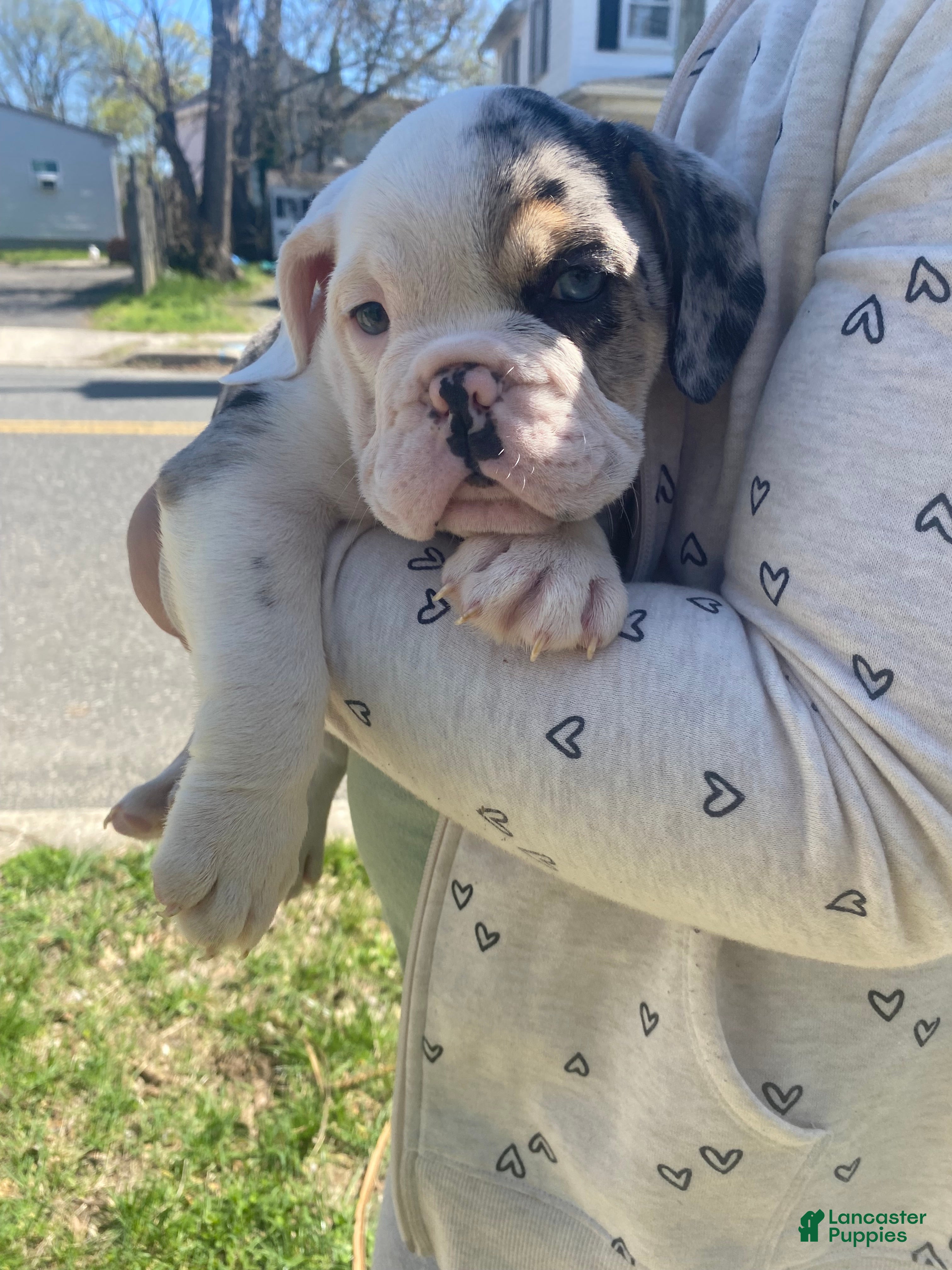 Beabull dogs Bashful - Ad 1