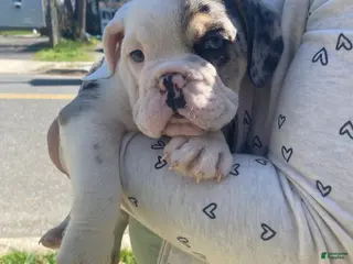 Beabull dogs Bashful - Ad 15