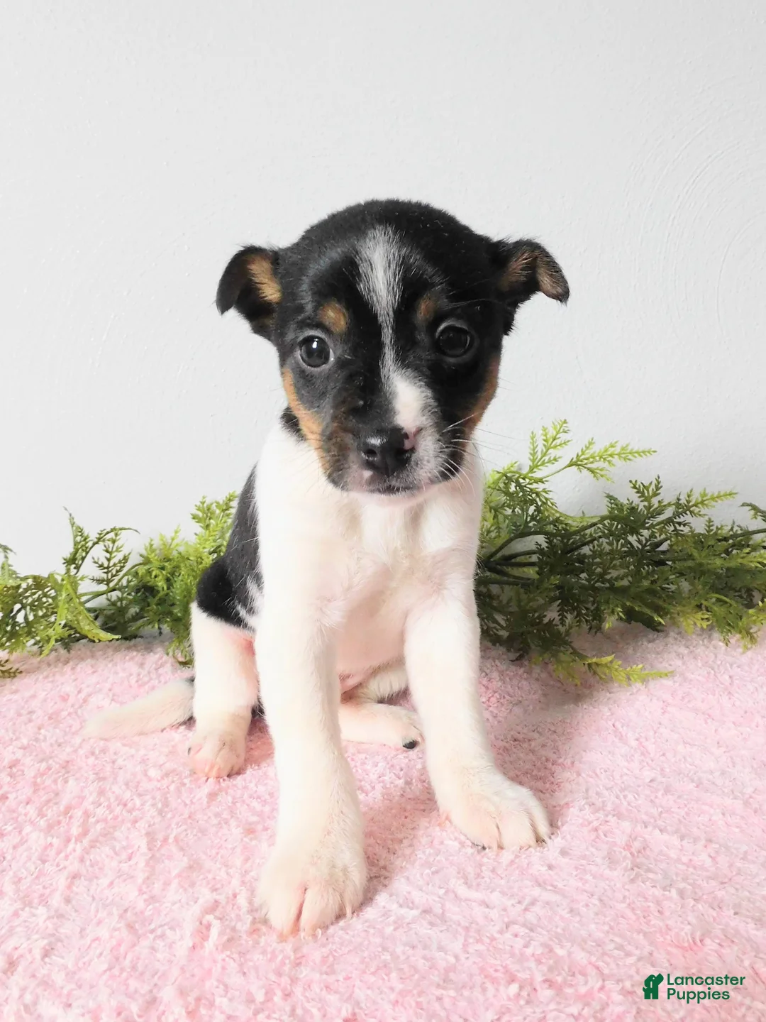 Jack Russell Terrier dogs for sale: Tootsie  - Ad 1