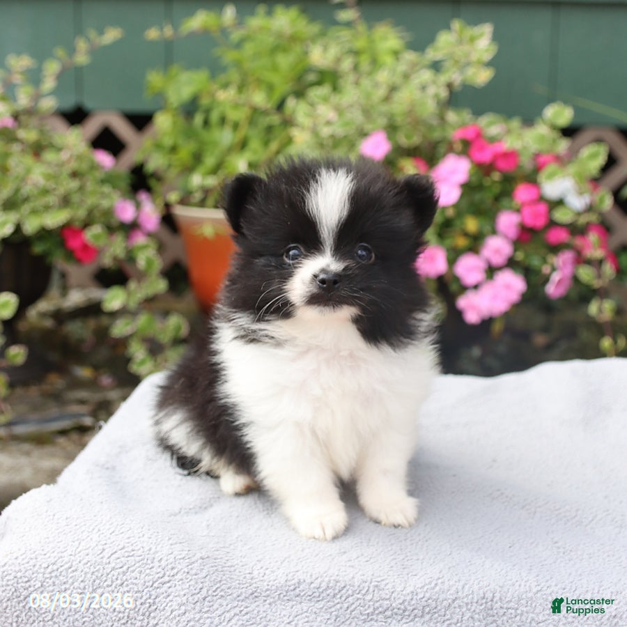Pomeranian dogs Lolipop - Ad 1