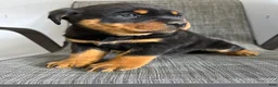 Rottweiler dogs for sale: Lacie - Ad 5