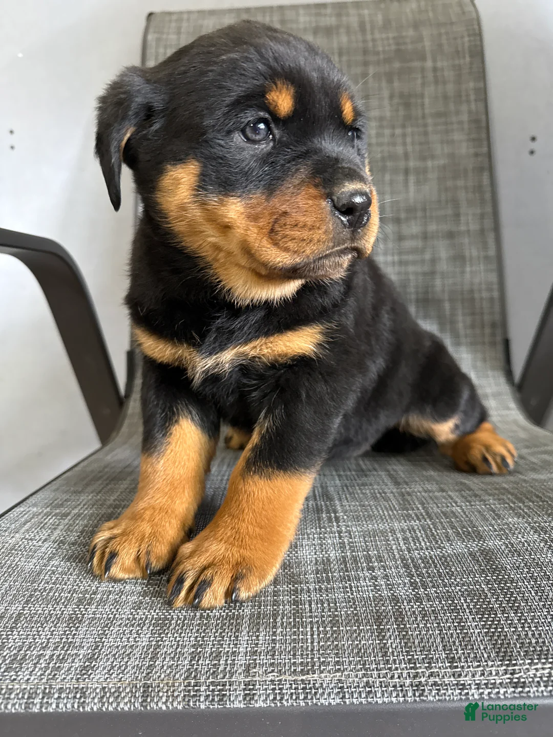 Rottweiler dogs for sale: Lacie - Ad 5