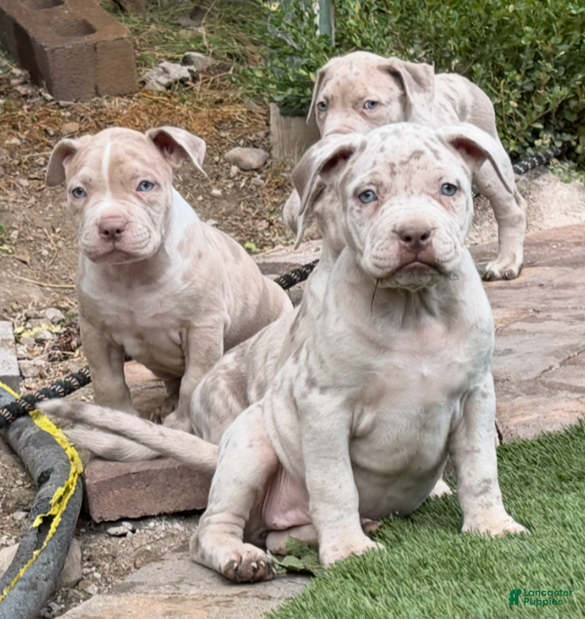 American Bully dogs Rose - Ad 8