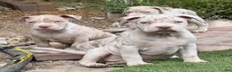 American Bully dogs for sale: Rose - Ad 1