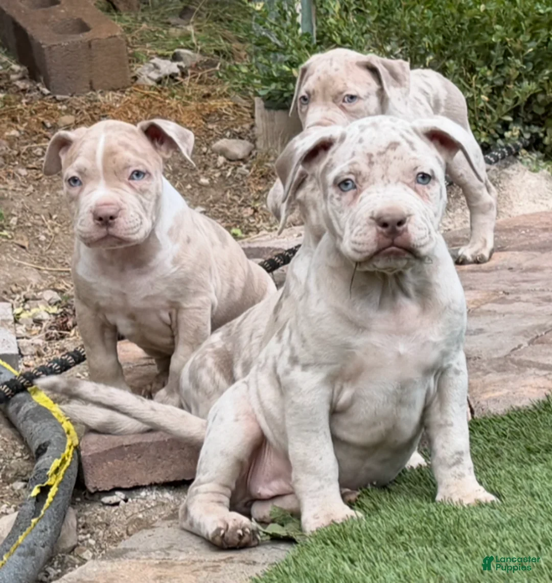 American Bully dogs for sale: Rose - Ad 1