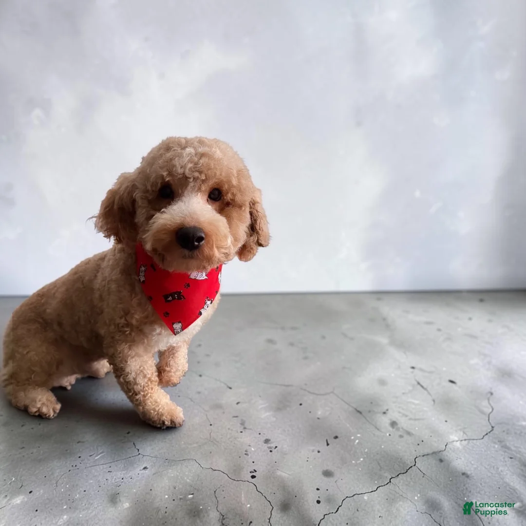 Havapoo dogs for sale: Violet - Ad 9
