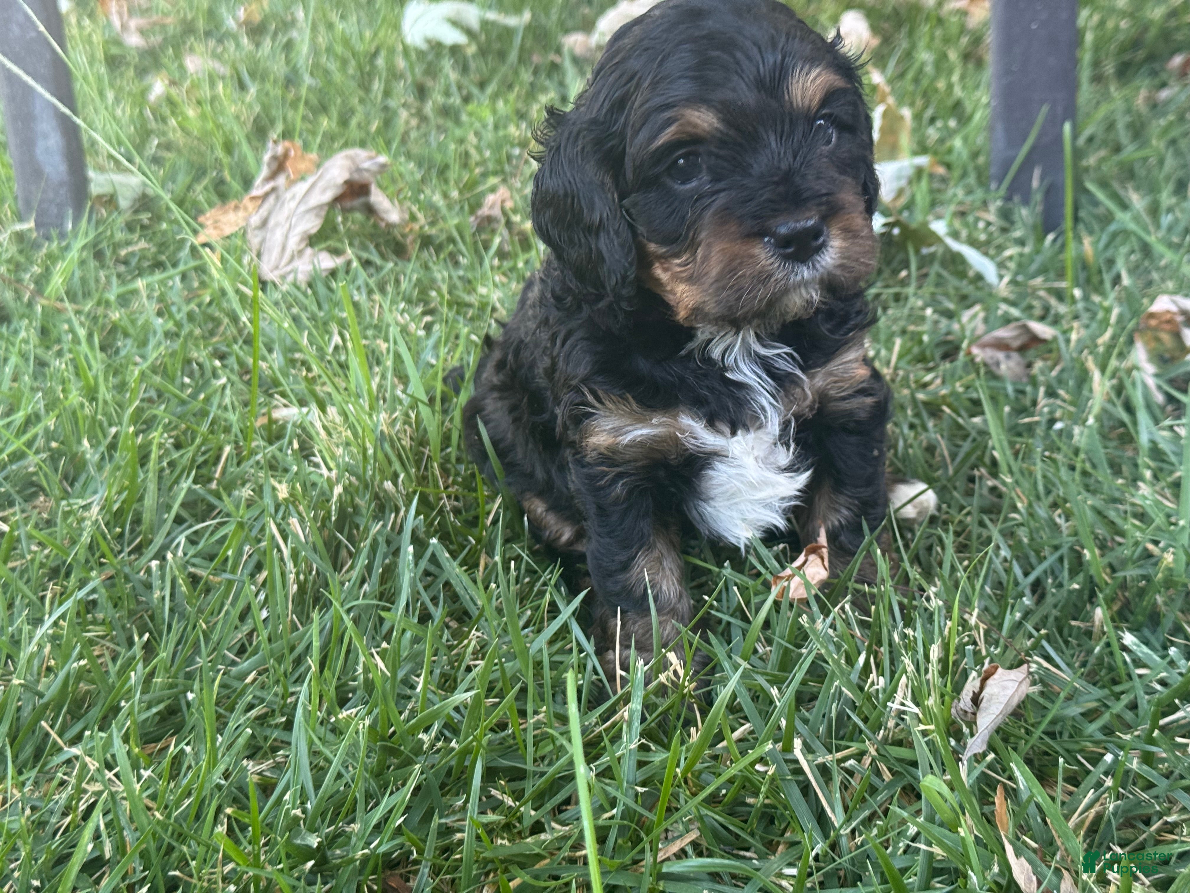 Mixed Breed dogs Purple Munchkin Bernedoodle  - Ad 2