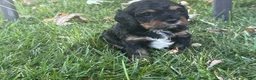 Mixed Breed dogs for sale: Purple Munchkin Bernedoodle  - Ad 2