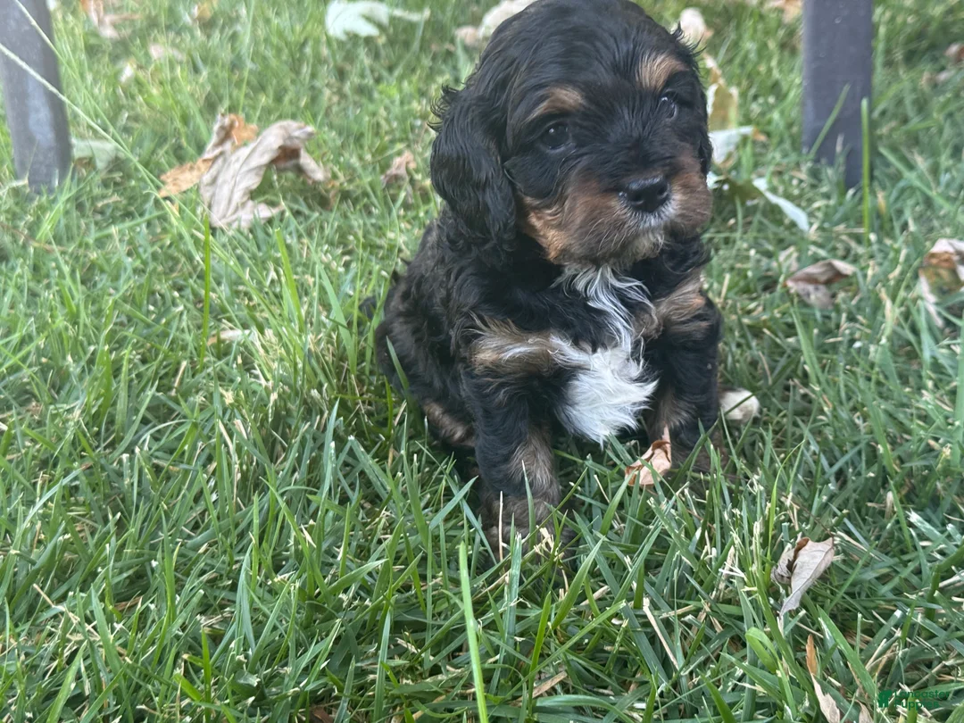 Mixed Breed dogs for sale: Purple Munchkin Bernedoodle  - Ad 2