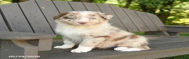 Max