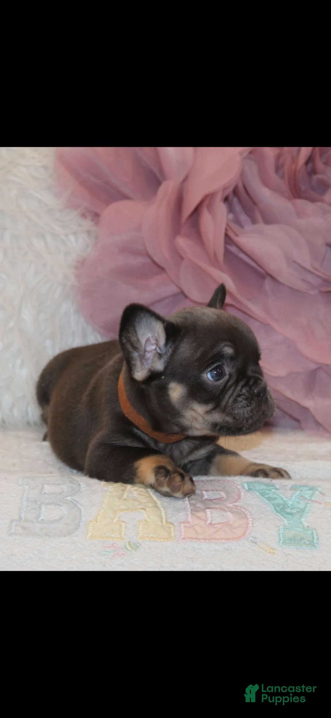 French Bulldog dogs for sale: French Bulldog  - Ad 3