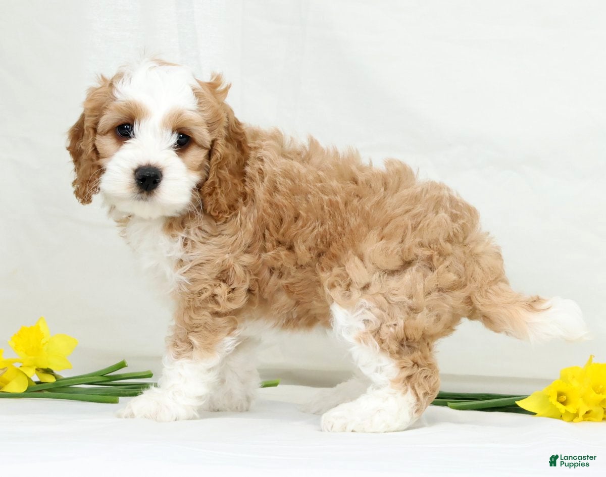 Cockapoo dogs Butter Cup - Ad 2