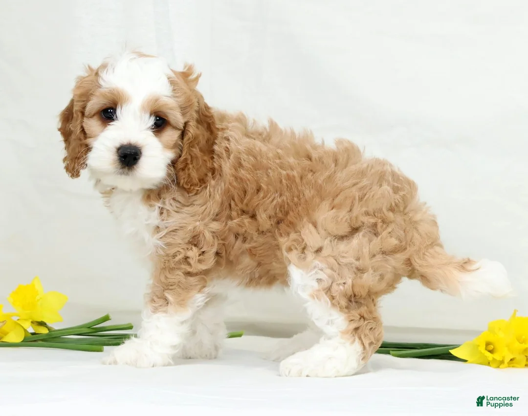 Cockapoo dogs for sale: Butter Cup - Ad 2