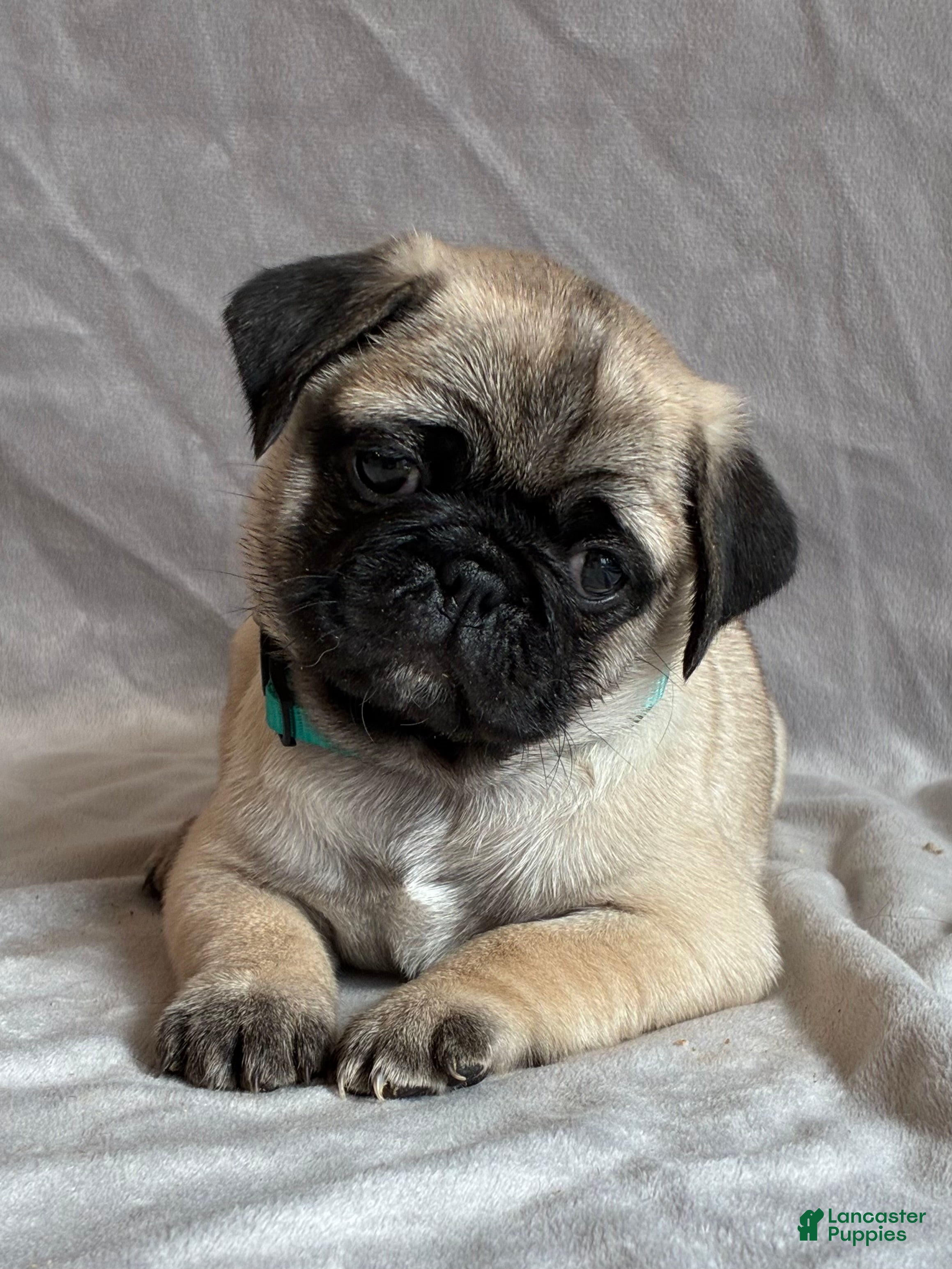 Pug dogs Toby - Ad 1