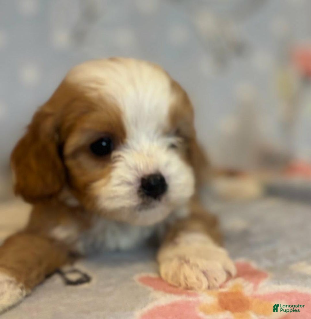 Cavapoo dogs for sale: Bill - Ad 15
