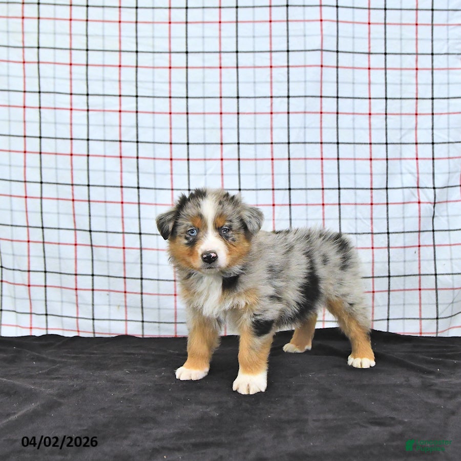 Australian Shepherd dogs Preston - Ad 1