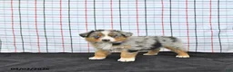 Australian Shepherd dogs for sale: Preston - Ad 1